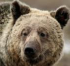 Grizzly