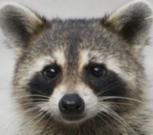 Raccoon